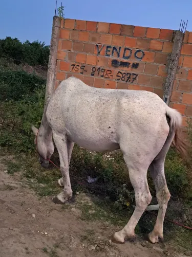 Vendo égua de picado