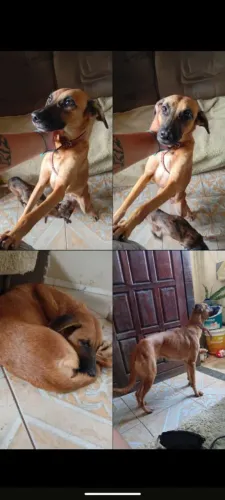 Cadela para Adoção 