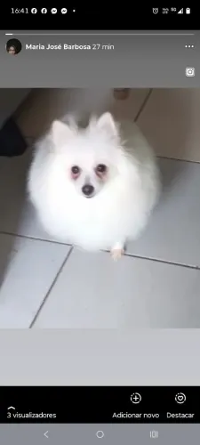 Spitz alemão macho