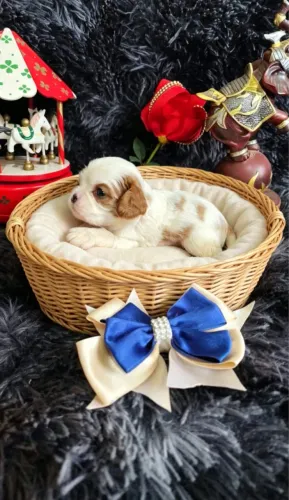 Cavalier mini