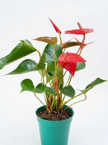 Planta anturio vermelho.