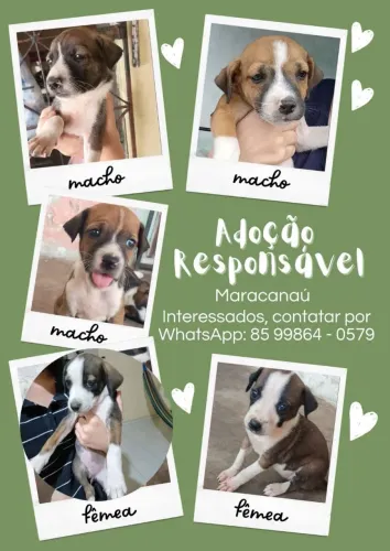 Adoção Responsável 