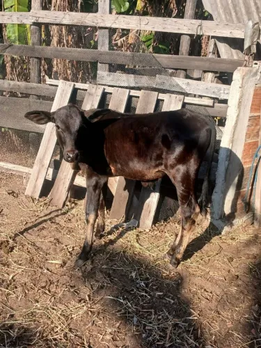 Vendo bezerro