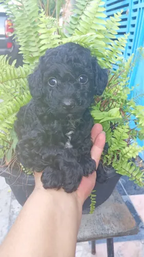 Poodle disponível com 50 dias vermifugado 
