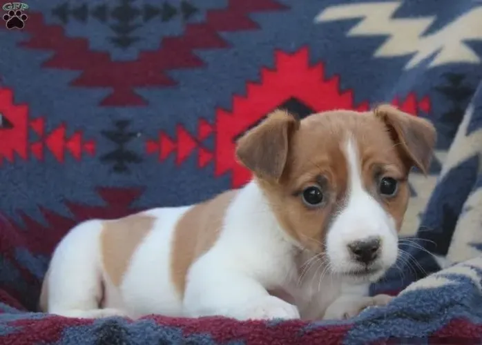 Jack Russell Terrier,Jack Russell Terrier Filhote Linda Linhagem Disponível