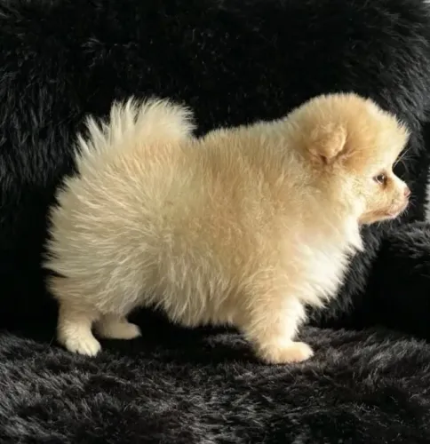 Lulu da Pomerânia