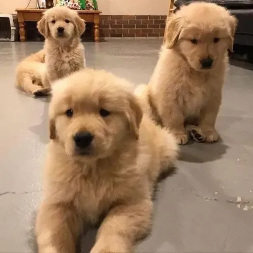 Filhotes de Golden Retriever | Um coração que bate fora do peito
