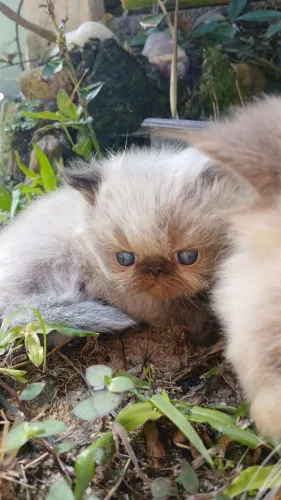 GATO PERSA filhote 2 meses Himalaio