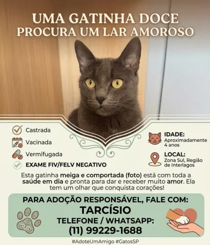 Gata cinza sem raça definida - doação