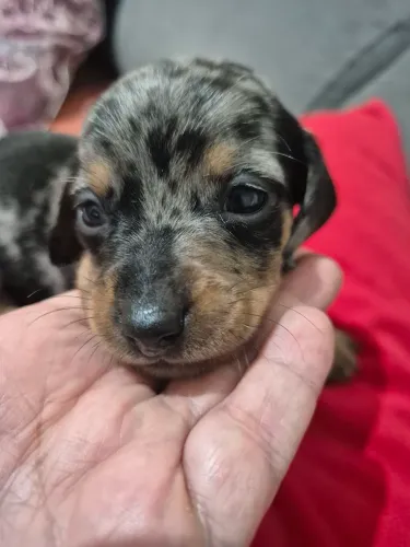 Dachshund pra reserva.