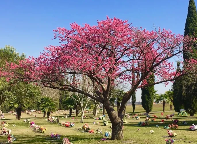 JAZIGO À VENDA cemitério parque São Pedro Curitiba PR