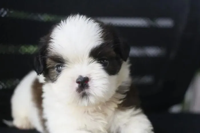 Shih Tzu Esse trem de fofura tá bão demais!