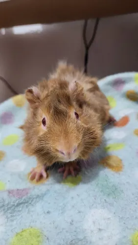 Porquinho da Índia