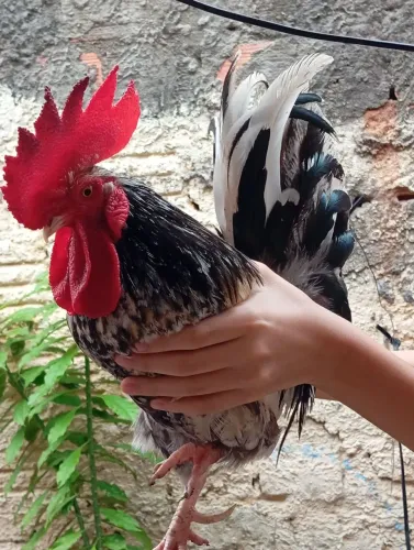 Galo garnisé puro e galinha garnisé