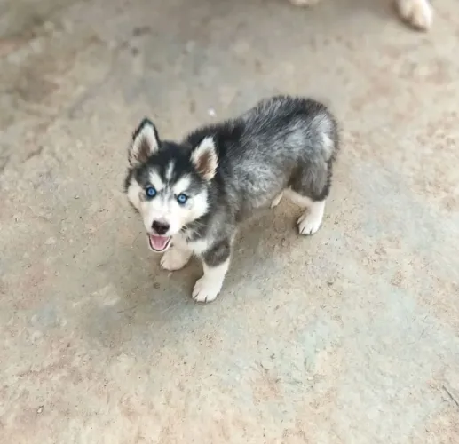 Husky Siberiano fêmea.