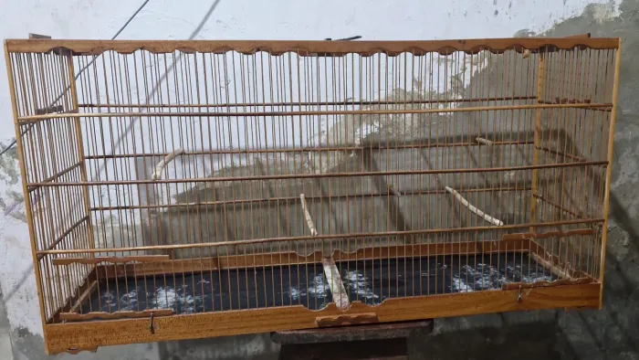 Gaiola Voador para pássaros pequeno