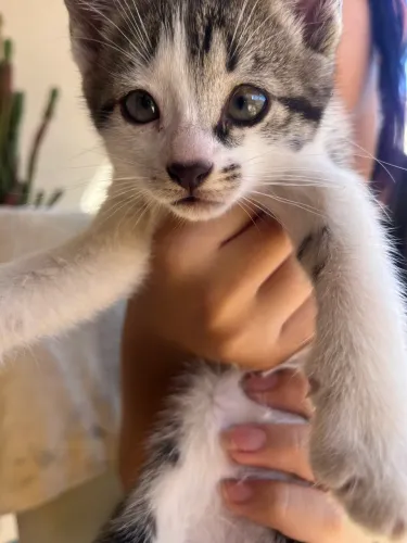 Gato para adoção - Fêmea