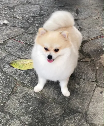 Spitz alemão macho procura uma namorada! 