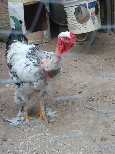V/ este lindo galo Brahma lite
