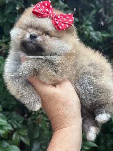 Lulu da pomerania
