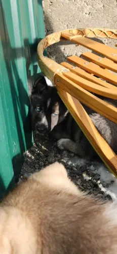 Filhotes de Husky Siberiano | Puro encanto!