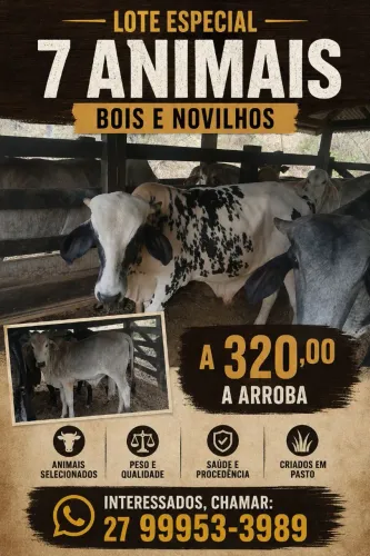 Boi vaca novilha e garrote