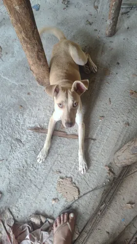 Doa-se pet