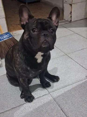 Bulldog francês para cobertura 