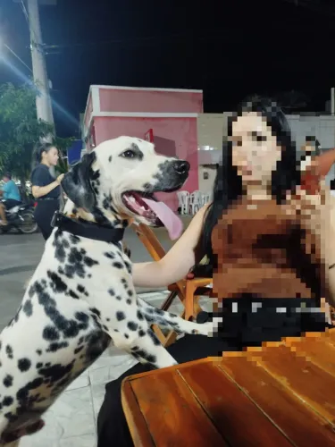 Filhotes de dálmata
