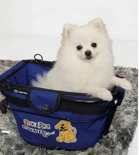 cadeirinha de transporte de pet para bicicleta
