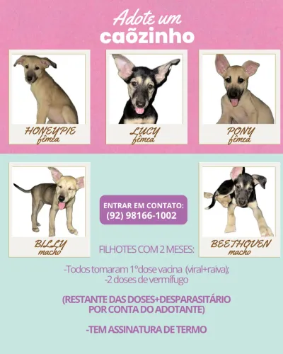 Adoção Responsável