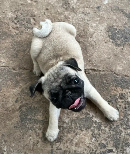 Filhotes da raça PUG (Macho e fêmea).