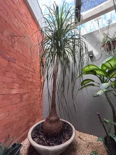 Pé de elefante