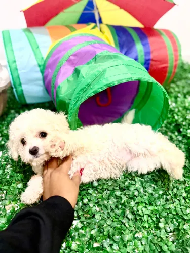 POODLE MACHINHO ADESTRADO A FAZER AS NECESSIDADES ÚLTIMO DISPONÍVEL 