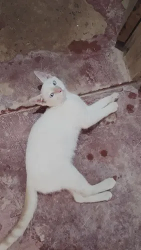 Doação gato macho