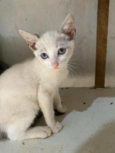 Gatinha Fêmea