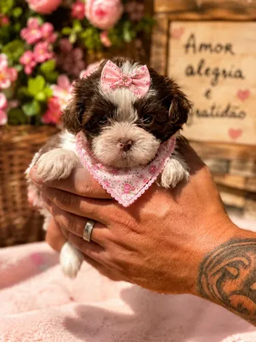 Linda filhote de shih tzu femea 