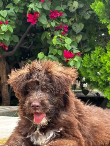 Poodle filhote