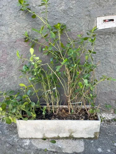 Dois vasos formados de Planta Clusis