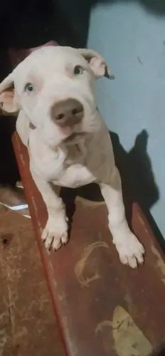 filhotes de Pitbull, um macho e uma fêmea com 90 dias