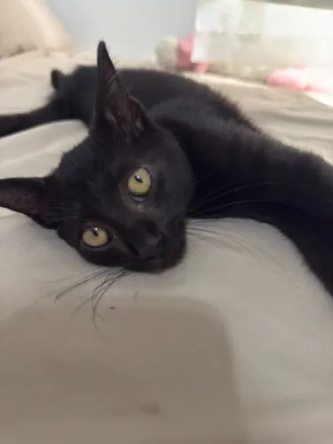 GATO MACHO PRETO