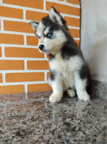 Filhotes de Husky siberiano