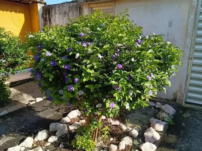 Mudas de manacá da serra