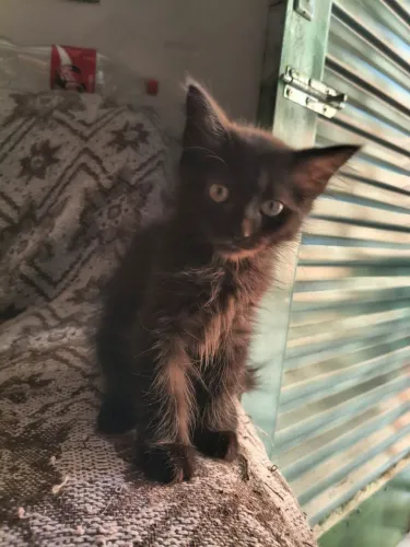 Gatinho para adoção