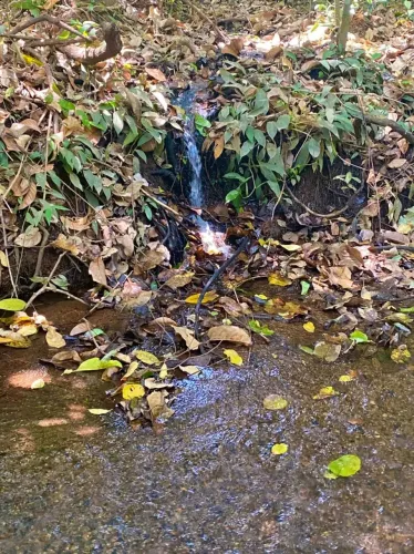 Vendo Chácara de meio alqueire com muita água em Bela vista a 30 minutos do flamboyant