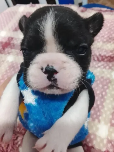 Bulldog Francês para reserva