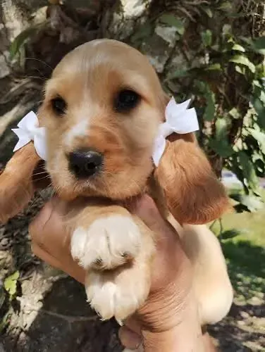 Cocker  adorando sua companhia 