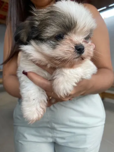 Cachorro ?