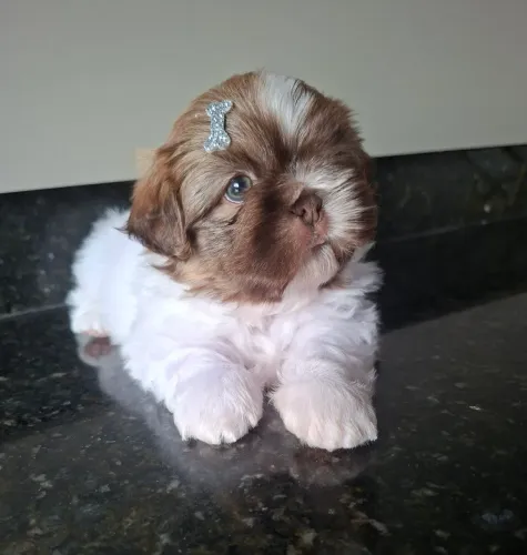 Shihtzu macho raça pura com garantia