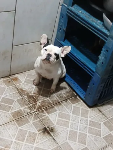 Bulldog francês fêmea